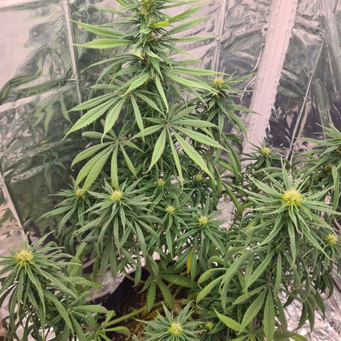 Flor 2 growlog timeline photo