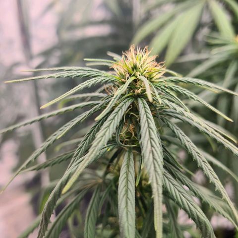 Flor 2 growlog timeline photo