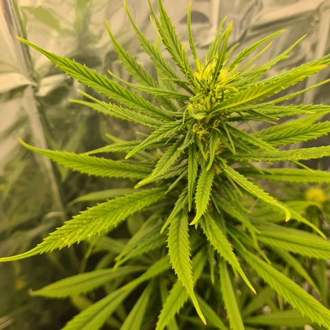 Flor 2 growlog timeline photo