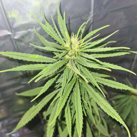 Flor 2 growlog timeline photo