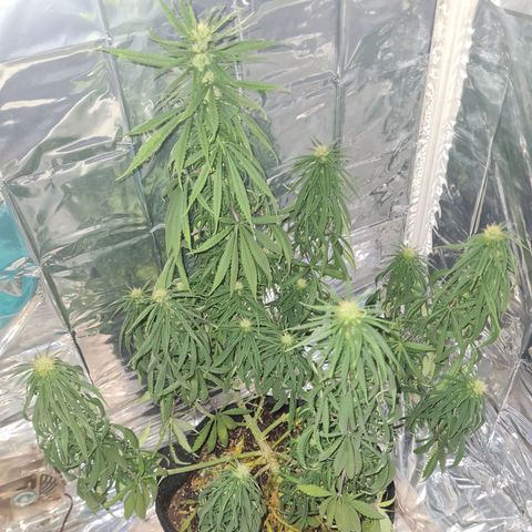 Flor 2 growlog timeline photo