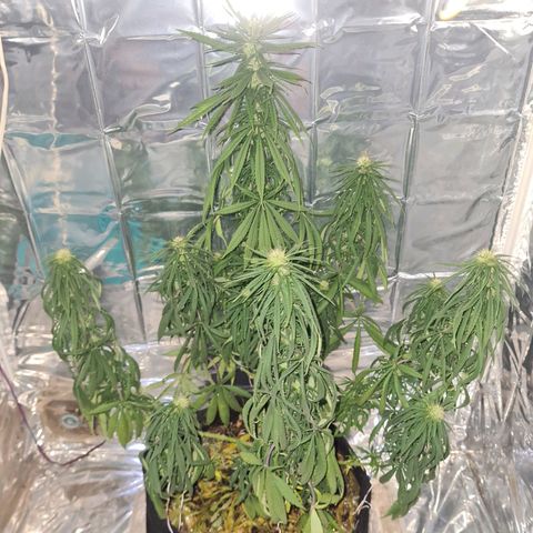 Flor 2 growlog timeline photo