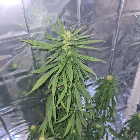 Flor 2 growlog timeline photo