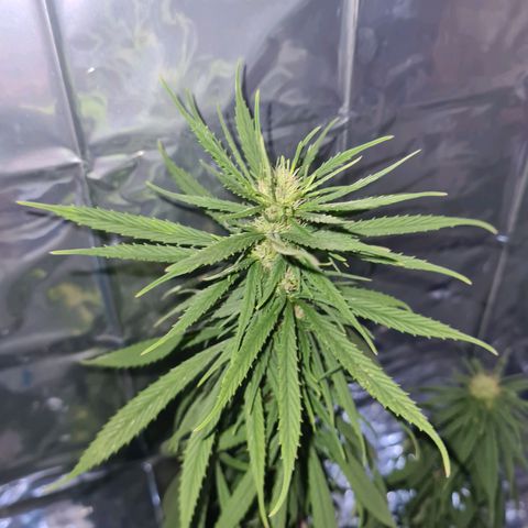 Flor 2 growlog timeline photo