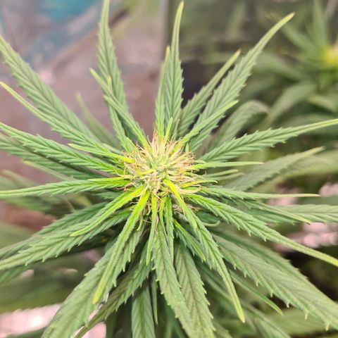Flor 2 growlog timeline photo