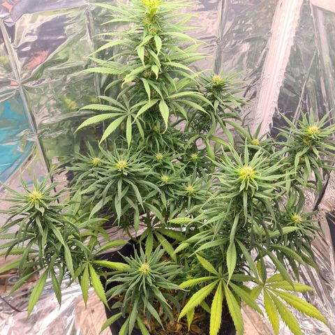 Flor 2 growlog timeline photo