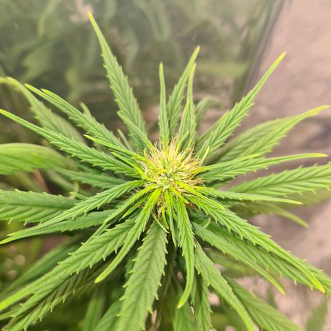 Flor 2 growlog timeline photo