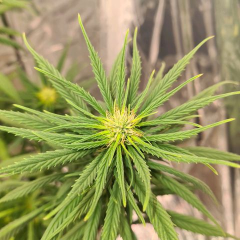 Flor 2 growlog timeline photo