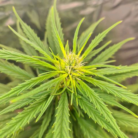 Flor 2 growlog timeline photo