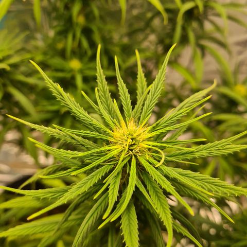 Flor 2 growlog timeline photo