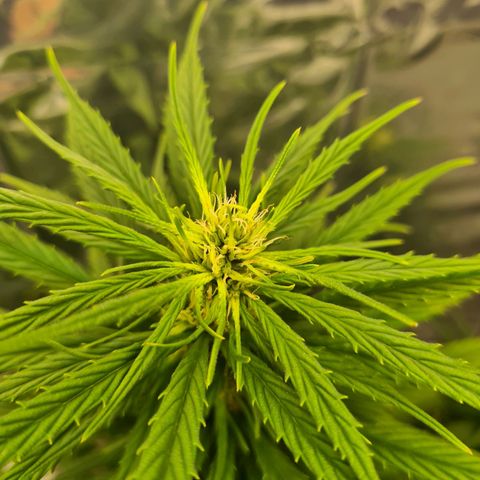 Flor 2 growlog timeline photo