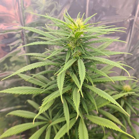 Flor 2 growlog timeline photo