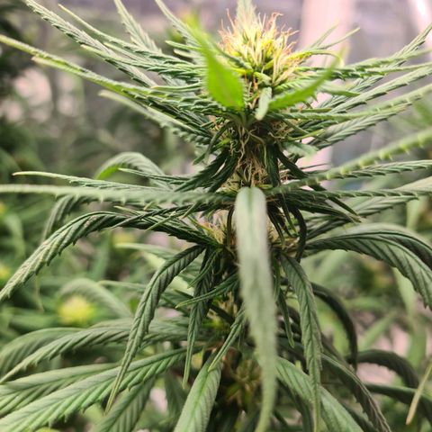 Flor 2 growlog timeline photo