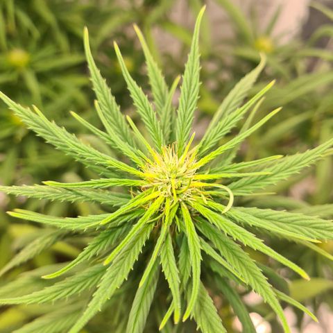 Flor 2 growlog timeline photo
