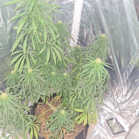 Flor 2 growlog timeline photo