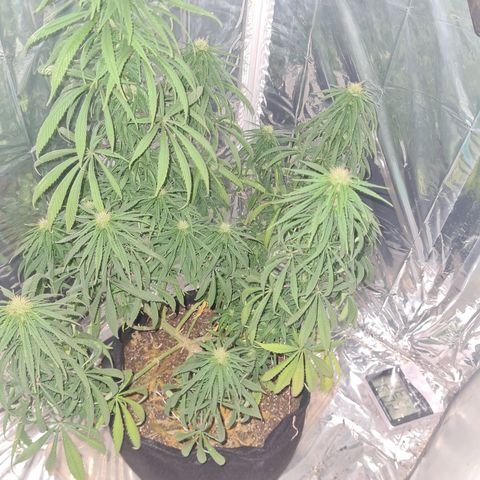 Flor 2 growlog timeline photo