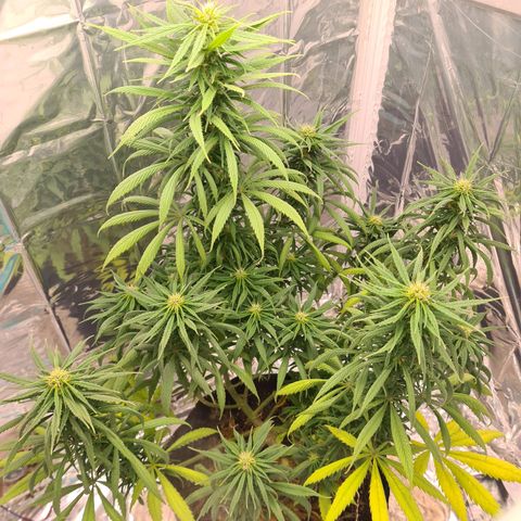 Flor 2 growlog timeline photo