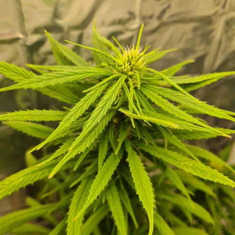 Flor 2 growlog timeline photo
