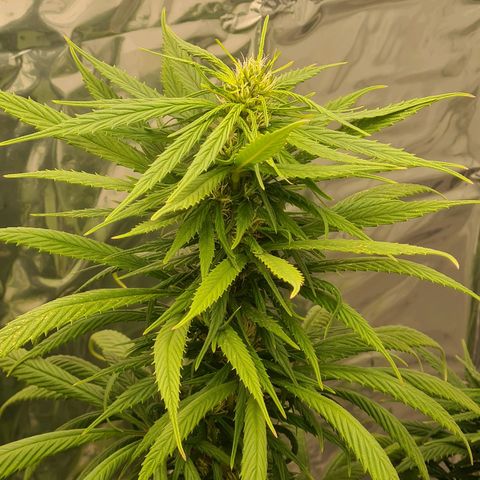 Flor 2 growlog timeline photo