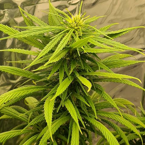 Flor 2 growlog timeline photo