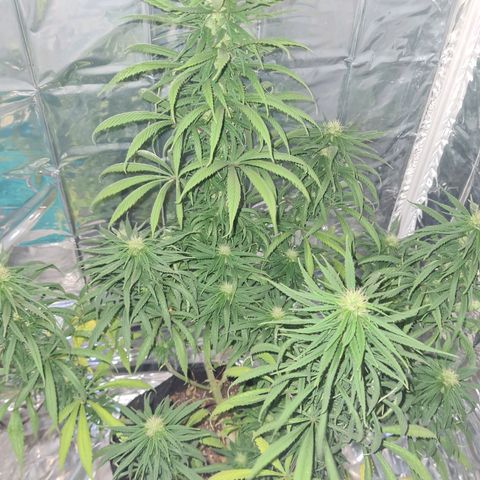 Flor 2 growlog timeline photo