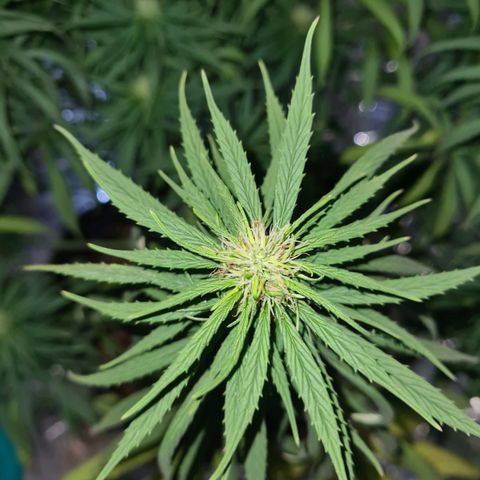 Flor 2 growlog timeline photo