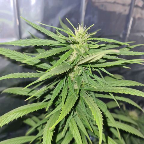 Flor 2 growlog timeline photo