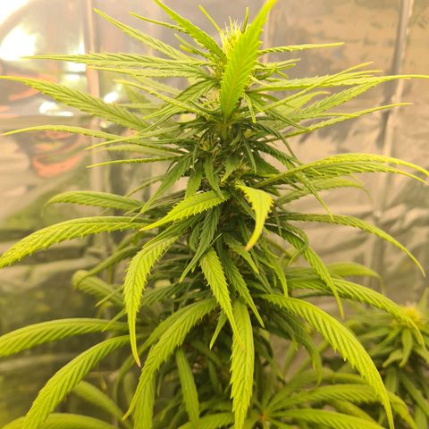 Flor 2 growlog timeline photo