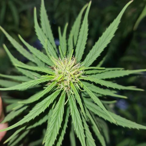 Flor 2 growlog timeline photo