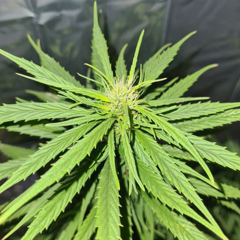 Flor 2 growlog timeline photo
