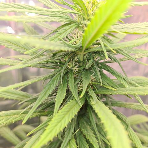 Flor 2 growlog timeline photo