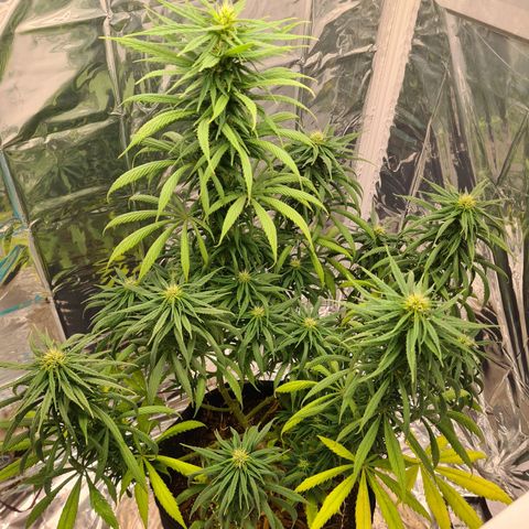 Flor 2 growlog timeline photo