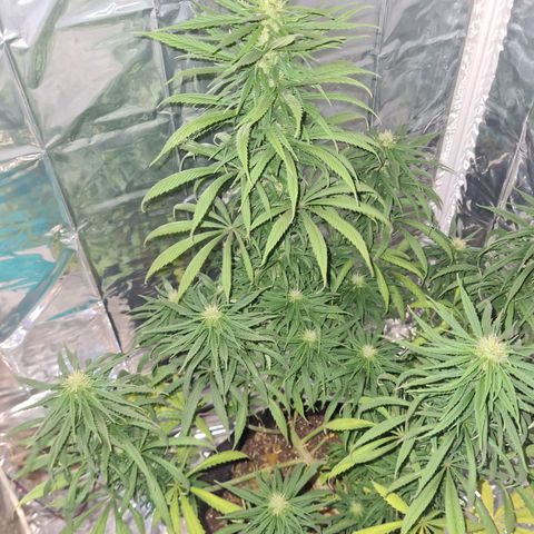 Flor 2 growlog timeline photo