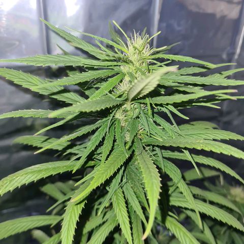 Flor 2 growlog timeline photo