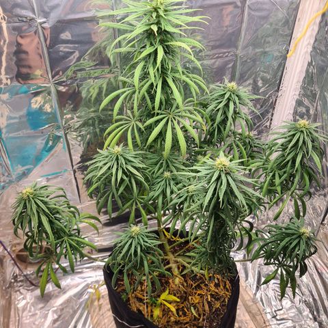 Flor 2 growlog timeline photo