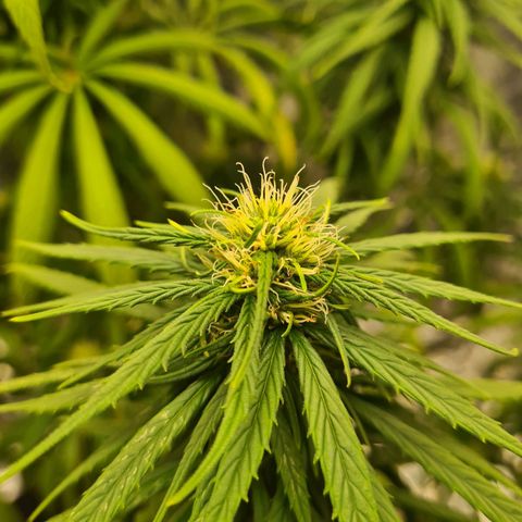 Flor 2 growlog timeline photo
