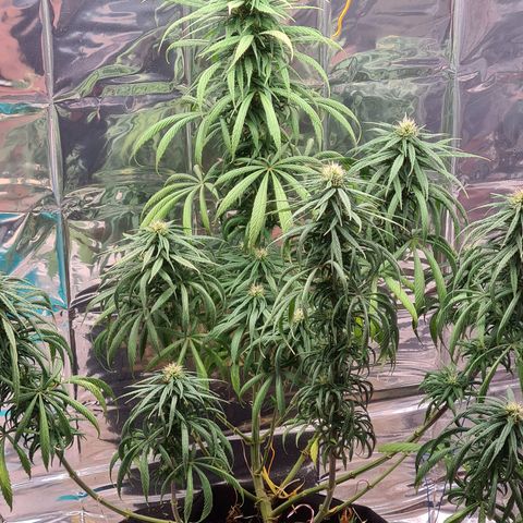 Flor 2 growlog timeline photo