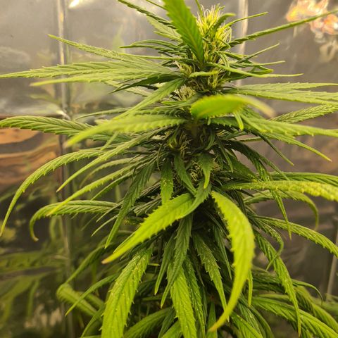 Flor 2 growlog timeline photo