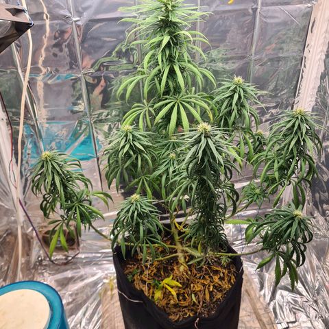 Flor 2 growlog timeline photo