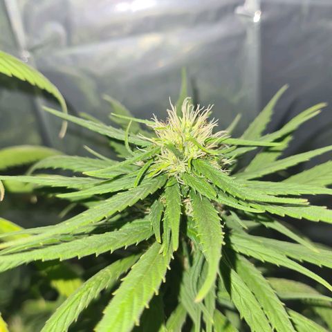 Flor 2 growlog timeline photo