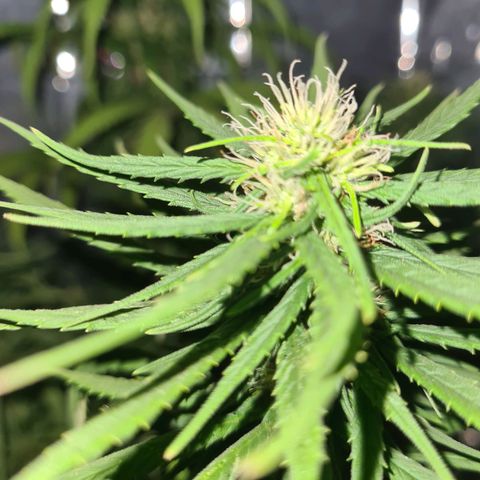 Flor 2 growlog timeline photo