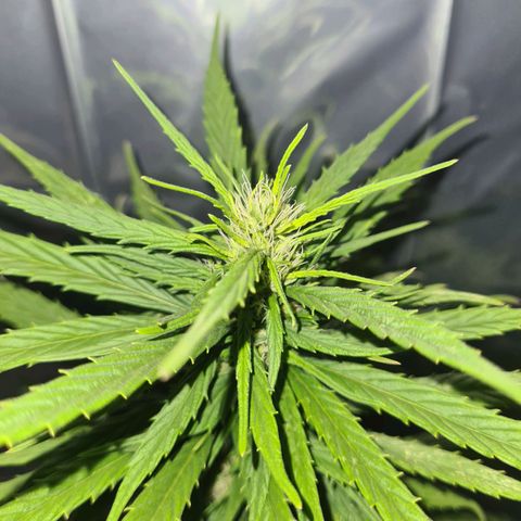 Flor 2 growlog timeline photo