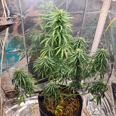 Flor 2 growlog timeline photo
