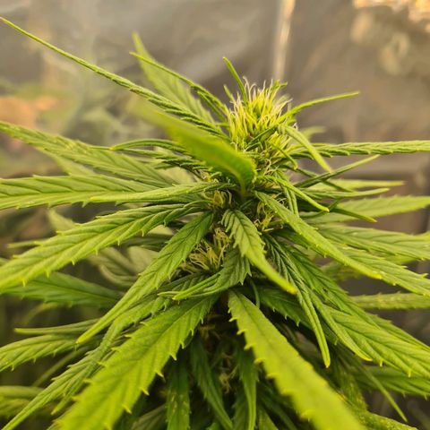 Flor 2 growlog timeline photo