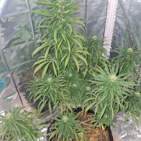 Flor 2 growlog timeline photo