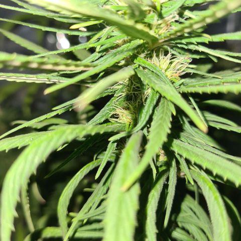 Flor 2 growlog timeline photo