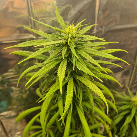 Flor 2 growlog timeline photo