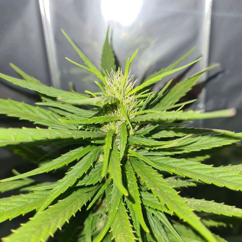Flor 2 growlog timeline photo
