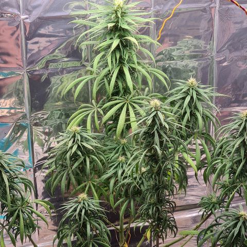 Flor 2 growlog timeline photo