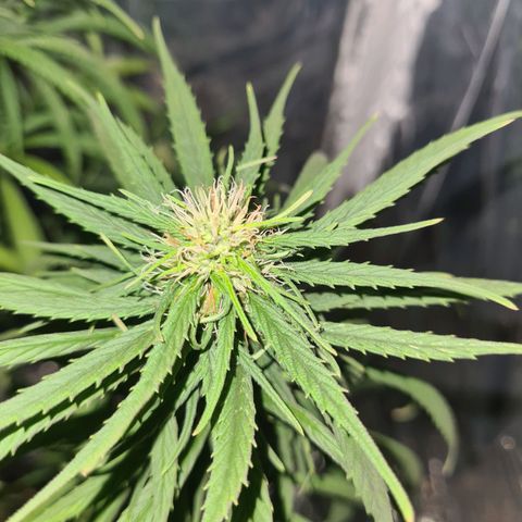 Flor 2 growlog timeline photo